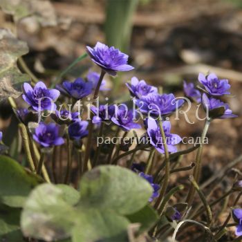 Печеночница благородная Blue Plena (Hepatica nobilis f. Blue Plena)